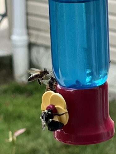 Bees, Hot Weather What’s Next?